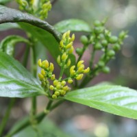 Sarcandra glabra (Thunb.) Nakai